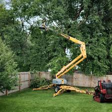Tree and Shrub Care in Rancho Cordova, CA