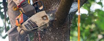 Leaf Removal in Rancho Cordova, CA