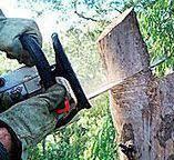 How Our Tree Care Process Works  in  Rancho Cordova, CA