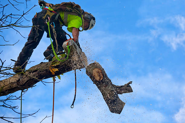 Best Storm Damage Tree Cleanup  in Rancho Cordova, CA