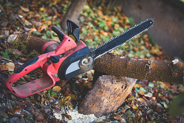Professional Tree Care in Rancho Cordova, CA