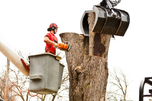 Best Root Management and Removal  in Rancho Cordova, CA