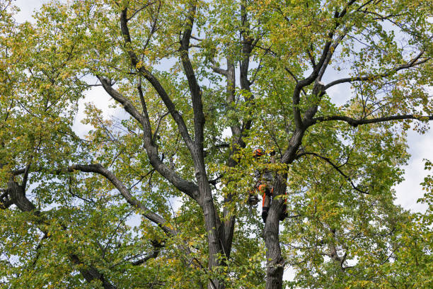Best Tree and Shrub Care  in Rancho Cordova, CA